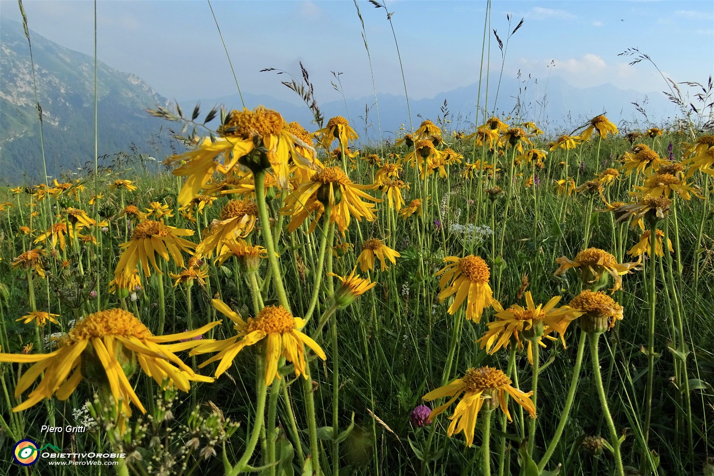 98 Assembramento insolito di arnica (Arnica montana) .JPG -                                